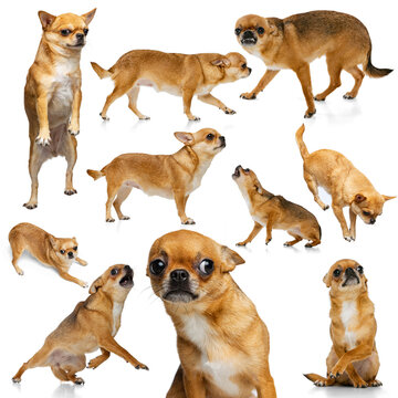 Set with images of small dog, purebred chihuahua isolated over white background. Concept of beauty, breed, pets, animal life.