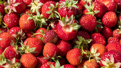 Juicy, fresh red ripe strawberries picked in a box. July is the beginning of summer