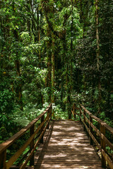 Fototapeta na wymiar Rainforest on the island of St. Vincent and the Grenadines in Caribbean