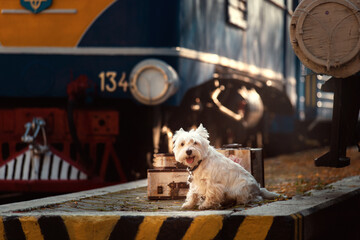 railroad dog © Anna
