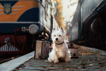 Dog accompanies owner