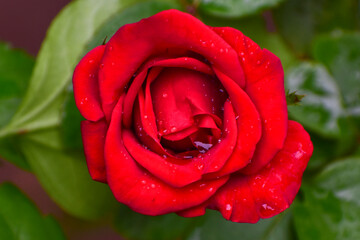 A beautiful red rose