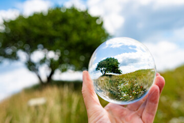 A Sweet little tree inside a glass bowl with nature outside. Photo to show how to take care of the nature in the future.