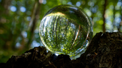 Nature inside a glass bowl with nature outside. Photo to show how to take care of the nature in the future.