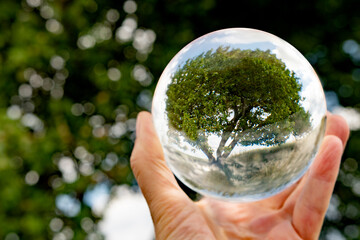 A Sweet little tree inside a glass bowl with nature outside. Photo to show how to take care of the nature in the future.