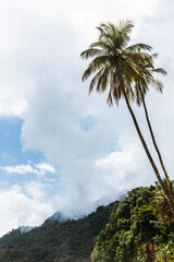 Fototapeta na wymiar Palm trees on the Maracas beach in trinidad and tobago