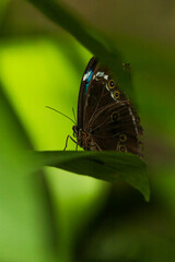 Fototapeta na wymiar butterflies in suriname