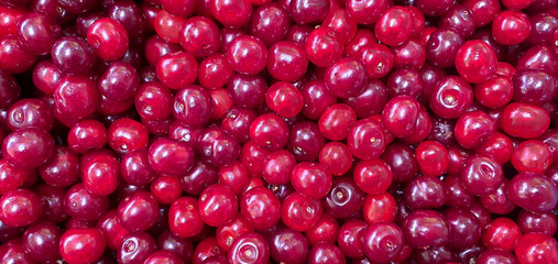 Berries of red ripe cherries. Cherry fresh ripe delicious just plucked from the tree. Cherry berries without stalks