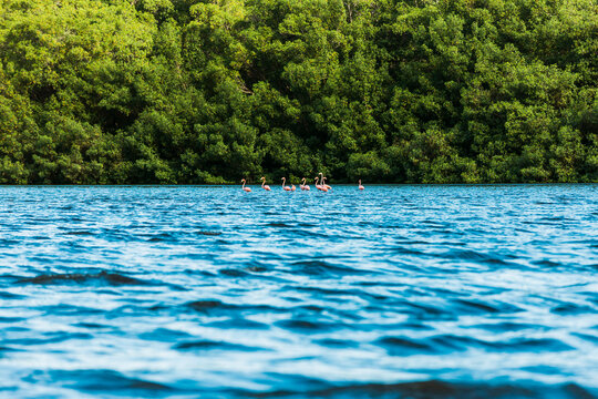 flamingo birds in the caroni swamps in trinidad and tobago