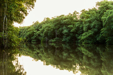 caroni swamps, trinidad and tobago