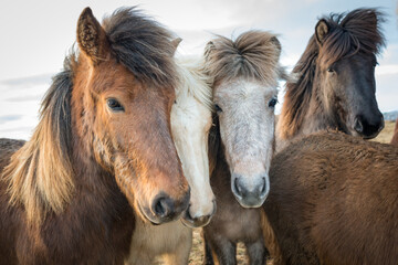 Fototapeta na wymiar Portrait of beautiful Icelandic horses