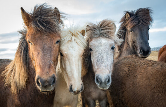 Portrait of beautiful Icelandic horses - Powered by Adobe