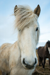 Portrait of an Icelandic horse