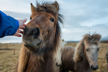 Fototapeta premium A men stroking an Icelandic horse.