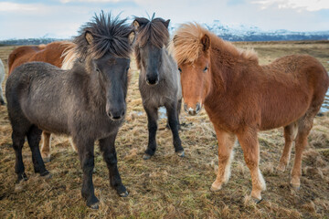 Obraz premium Portrait of three Icelandic horses