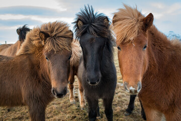 Portrait of three Icelandic horses
