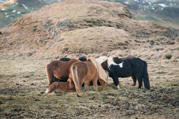 Herd of Icelandic horses