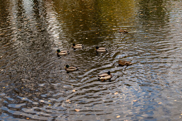 The autumn pond is a pond, a river, a stream covered with fallen yellow leaves. Ducks in the pond, ducks in the river, ducks on the water in the fall.