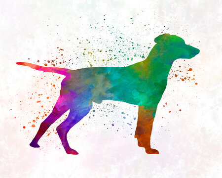 Hellenic Hound in watercolor