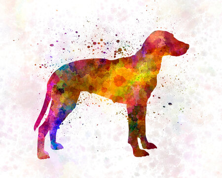 Hygen Hound in watercolor