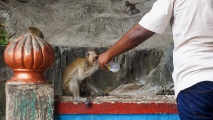 Man feeds milk to a monkey from a baby bottle near Batu Caves, Kuala Lumpur, Malaysa