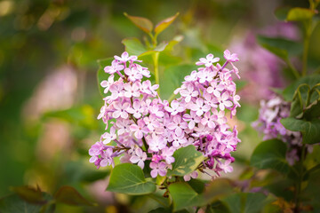 Close-up lilac flowers at spring. Selective focus with shallow depth of field.
