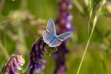 common blue sitting on tufted vetch