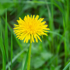 the flower of a simple yellow dandelion