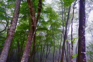 霧がかった森