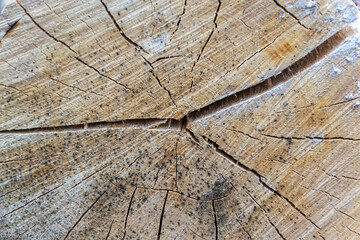 texture, an old cut of a tree