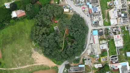Bangalore, India 12th July 2022: The big banyan tree Bangalore also known as Dodda Aalada Mara....