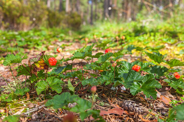 Delicious Cloudberry on a bog