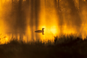 Red throated loon in a misty forest pond at sunrise