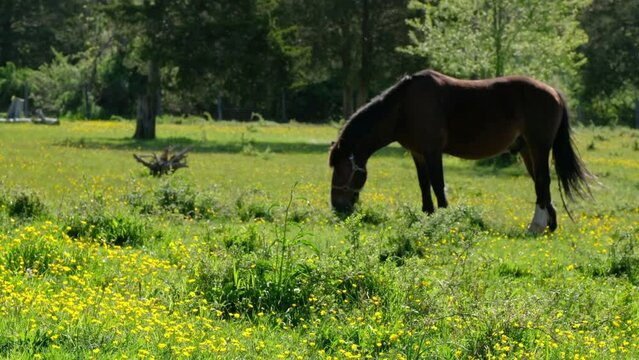 A dark brown horse grazing grass in a field