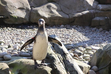 penguin on rocks