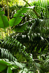 suriname jungle in amazon rainforest in south america - obrazy, fototapety, plakaty