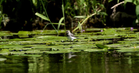 young white wagtail