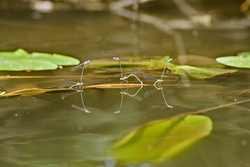 six dragon flys at the lake