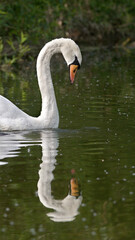 swan on the lake