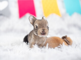 Cute baby rabbits 10 day old sitting on furry fabric.