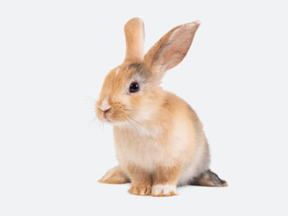 Front view of brown cute rabbit sitting on white background.