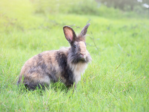 Wild rabbit sitting on grass with green nature background. Lovely action of wild rabbit in field.
