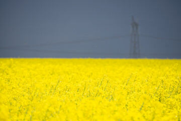 blue yellow field, Ukraine