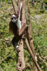 Singe sur un branche : Atèle