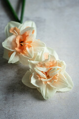 Bunch of Daffodils or Narcis