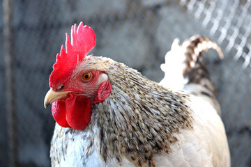 Rooster in the chicken coop. Portrait of white gray cockerel on wire mesh background