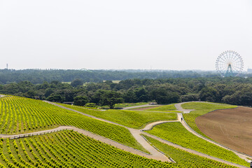 ひたち海浜公園のコキア