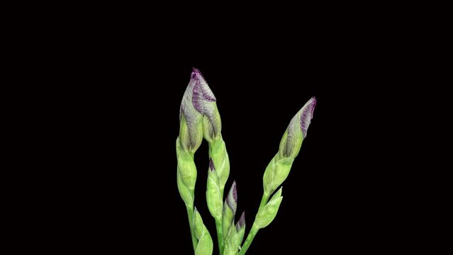 A beautiful bouquet of lilac iris flowers bloomed on a black background. Time lapse, close-up. Wedding background, Valentine's day concept. Timelapse video 4K UHD.
