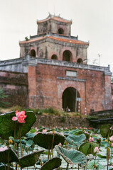 Nature photo film: Lotus flowers. This is beautifull flowers.Time: June 20, 2022. Location: Hue...