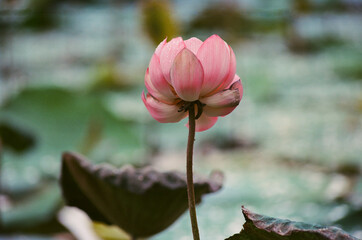 Nature photo film: Lotus flowers. This is beautifull flowers.Time: June 20, 2022. Location: Hue...